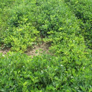 Figure 4. Yellowing of the foliage, followed by a sudden collapse of the vines, may also be seen in late summer.