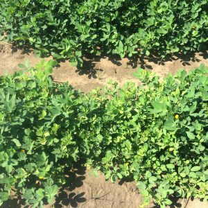 Figure 5. Stunting of the vines and upright growth habit associated with TSWV.