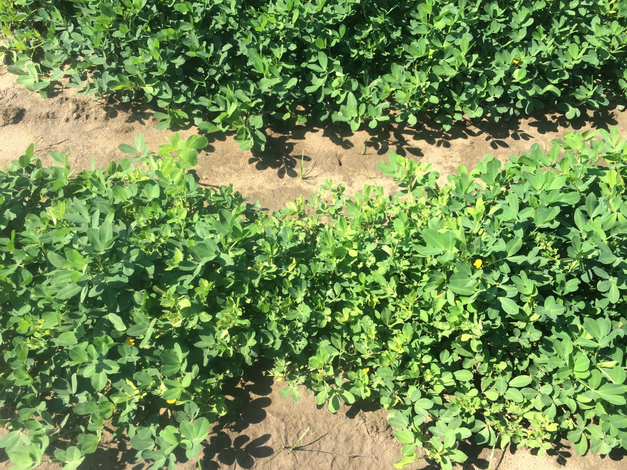 Figure 5. Stunting of the vines and upright growth habit associated with TSWV.