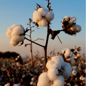 cotton at harvest time