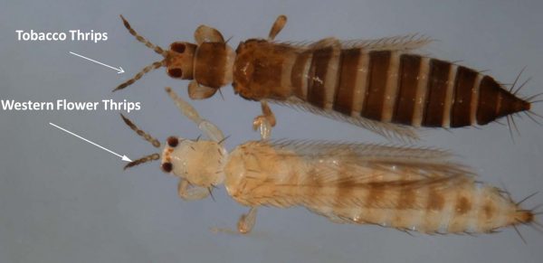 Figure 6. Both tobacco thrips and western flower thrips are TSWV vectors in Alabama peanut fields.