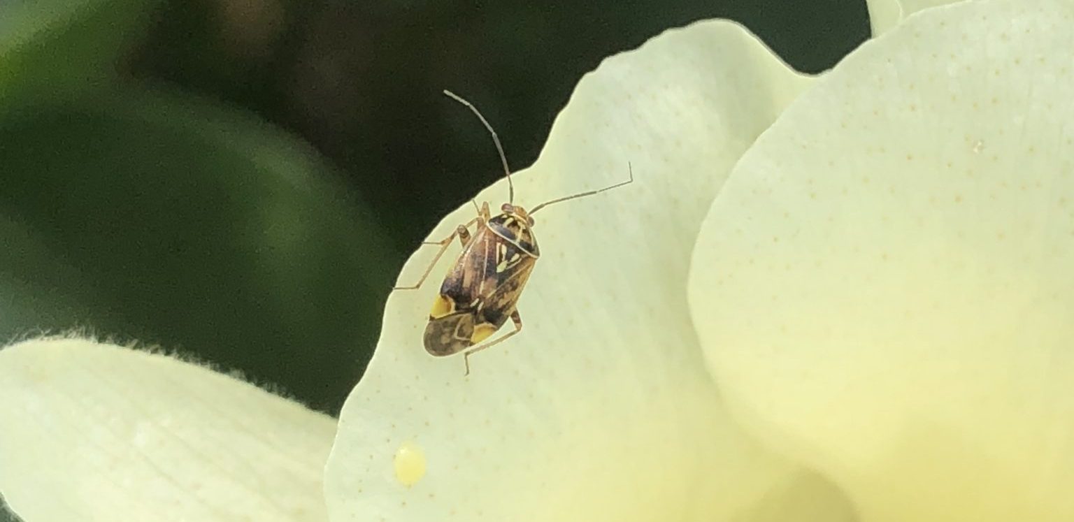 Figure 1. Adult tarnished plant bug.