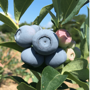 Ripening berries of early season ‘Krewer’.