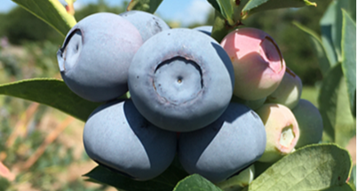 Krewer blueberries