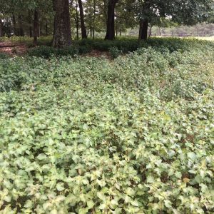 Perilla Mint in semi-shaded area