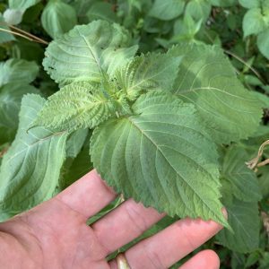 Overhead view of a perilla mint plant.