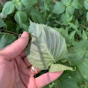Underneath view of a perilla mint leaf, showing the purple coloring.