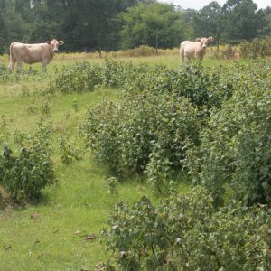 Perilla mint in an open area.