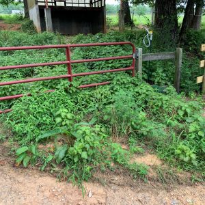 Perilla mint in disturbed heavy traffic area.