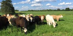 Heifers Grazing Winter Annual Forages