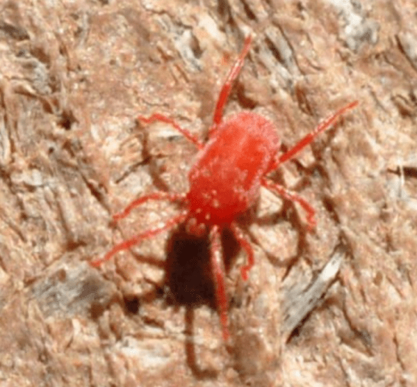 Figure 2. Concrete mites are elongated in shape. They have one or two pairs of eyes set well back on the body and a distinct gap between the second and third legs. (Photo credit: Lee Townsend, UK)