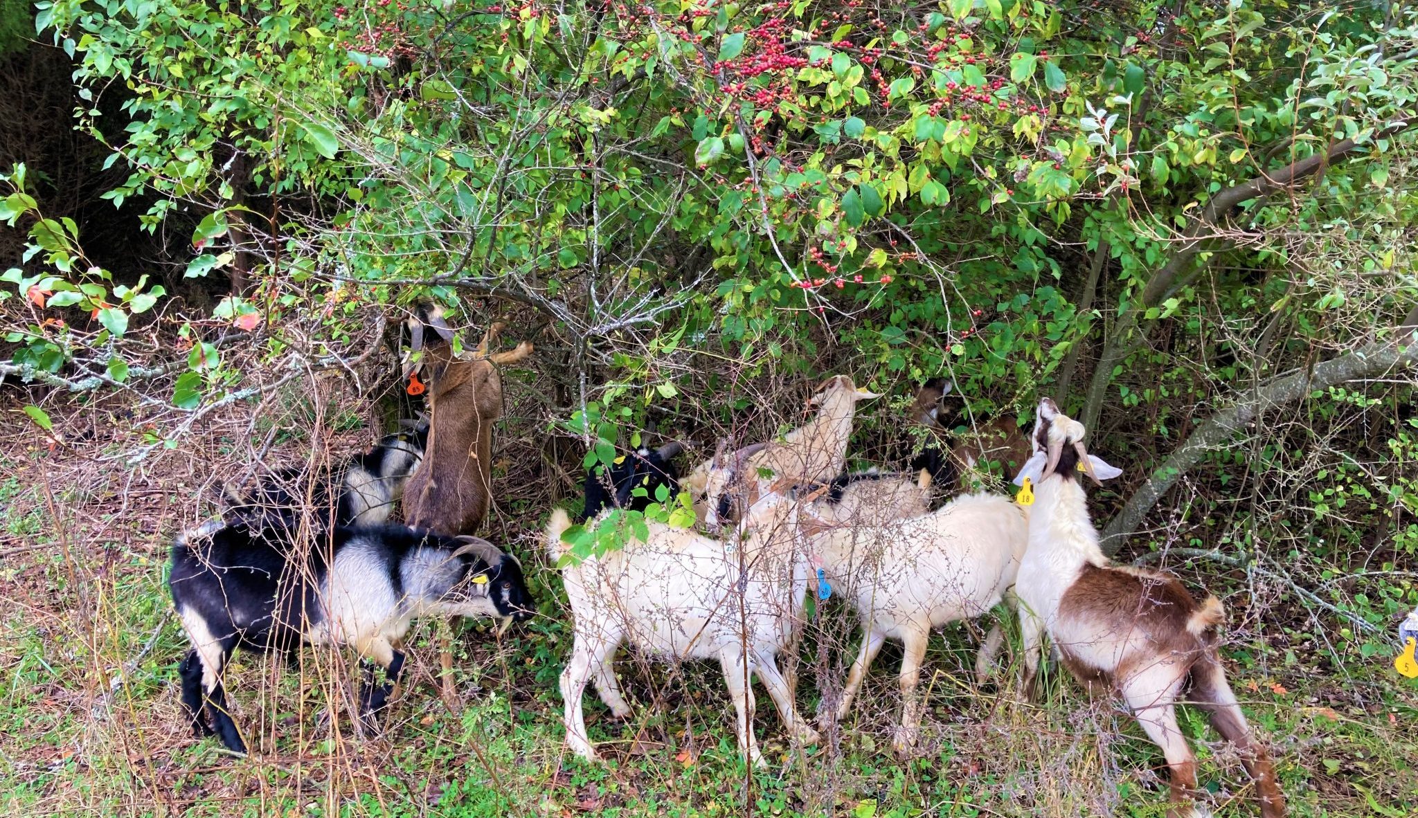 Goats Browsing