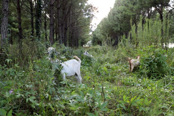 Goats browsing in forest