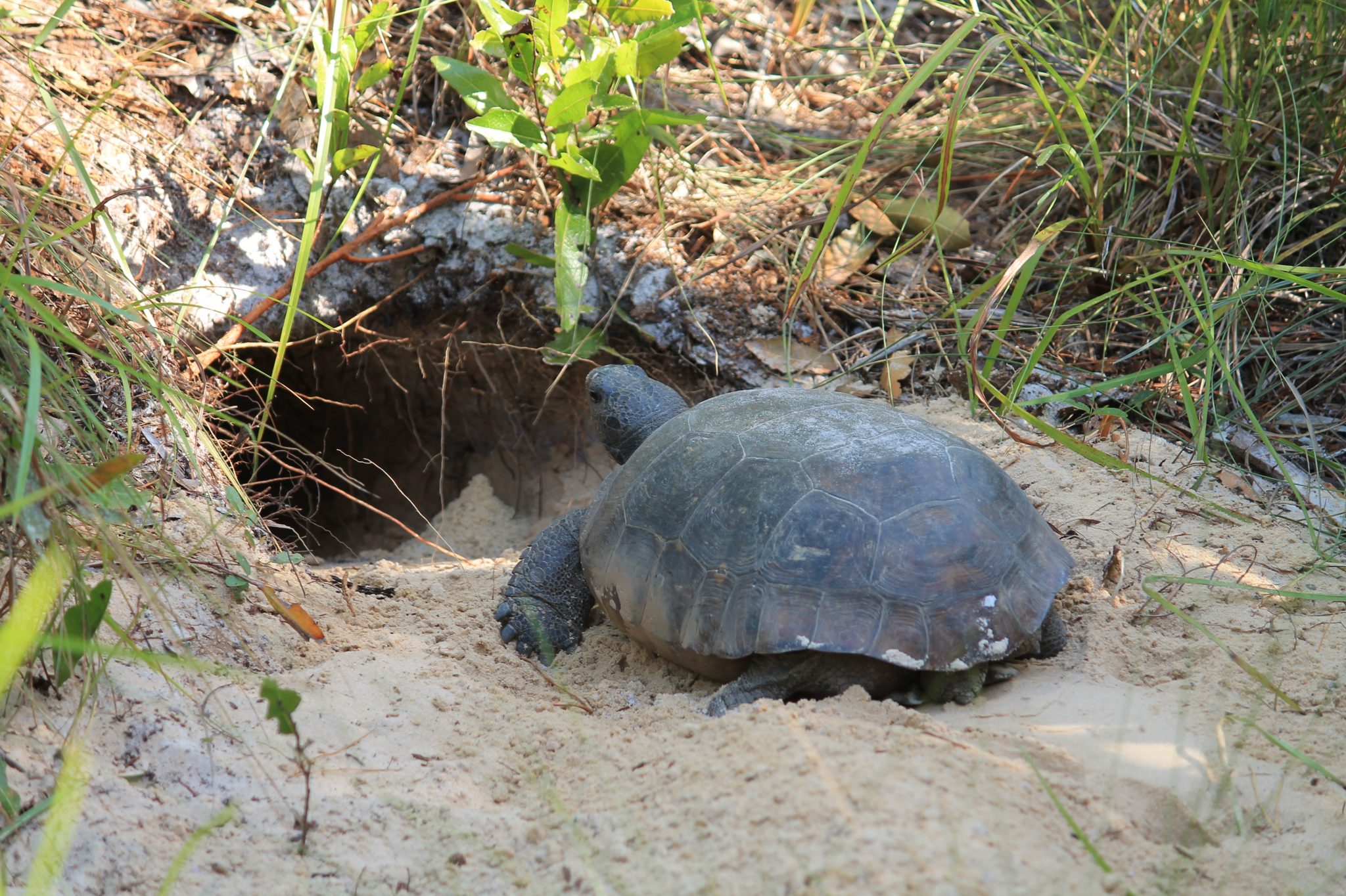 Figure 1. Gopher tortoise in front of burrow entrance. iStock photo by Shellphoto.