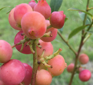 Figure 3. Ripening berries of Pink Lemonade cultivar.