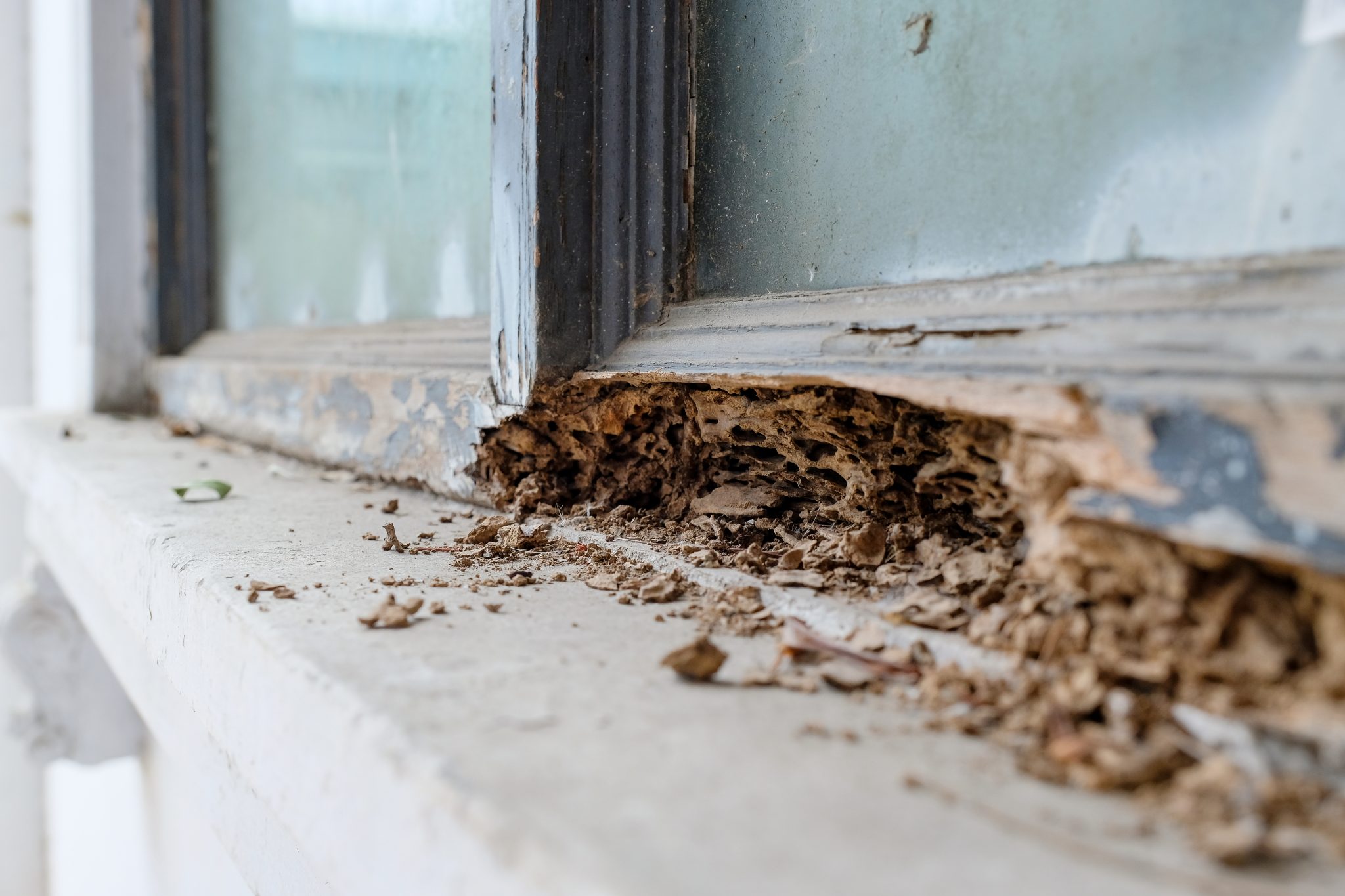 Termite damage