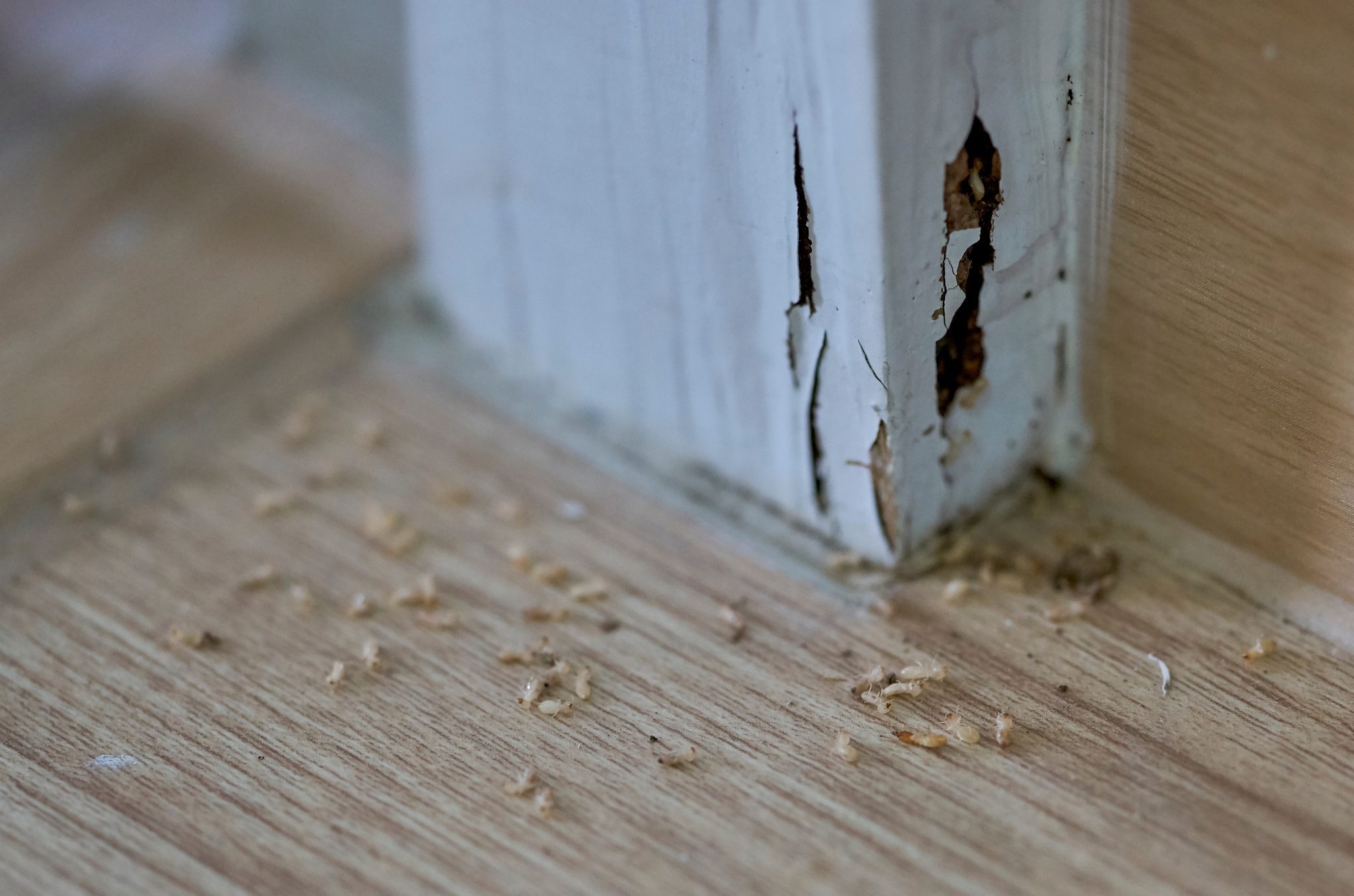 Termite damage