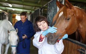 Female Vet Giving Medical Exam to a Horse