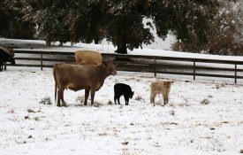 Cows and calf in the winter time