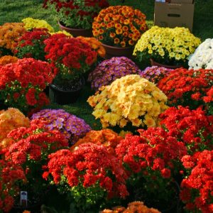 A colorful array of mums that are placed together.
