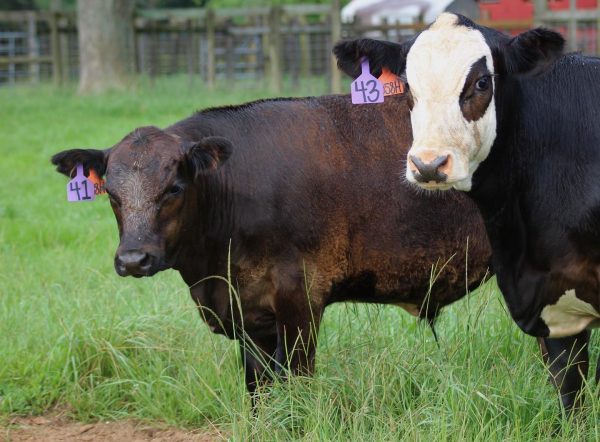 Two black weaning calves