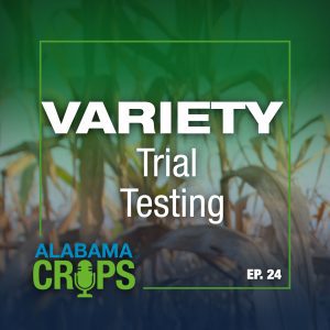Episode 24 Variety Trial Testing