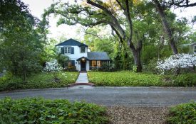 Oak trees tower over a 1930's built house and its indigenous landscape in the unique neighborhood of Driftwood in Saint Petersburg, Florida.