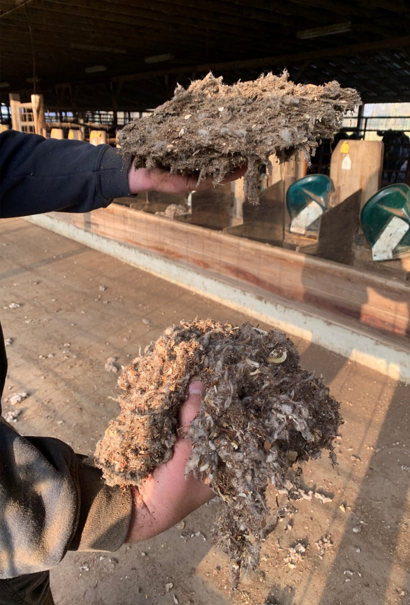 Cotton Byproduct Beef Feeding Have They Changed