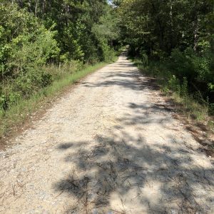 Dirt road in a wooded area
