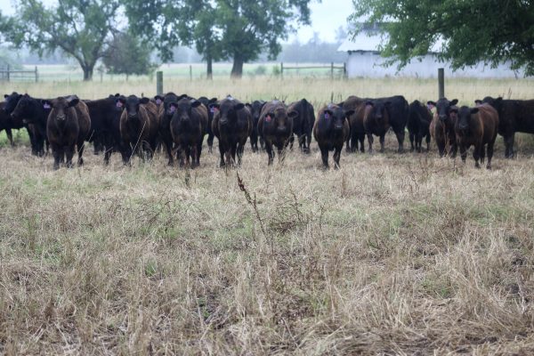 Herd of angus cattle
