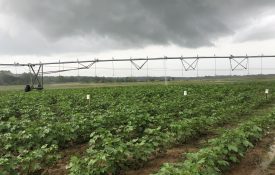 Storm clouds over a field with irrigation equipment.