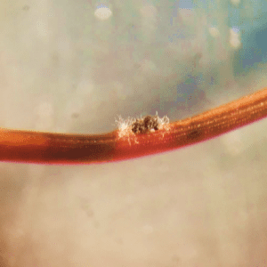 Figure 2c. Reproductive structures showing black, shiny fruiting body protruding from needles.