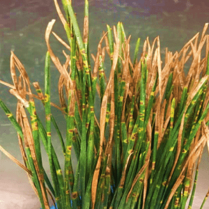 Figure2b. Disease symptoms showing irregular, frequent brown spots surrounded by a yellow halo.