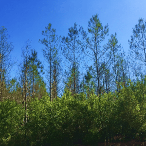 Figure 2a. Disease symptoms showing stands infected by brown spot needle blight (note the thinning canopies).