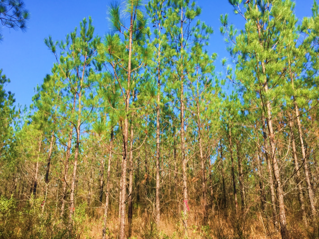 Figure 1. Loblolly pine is adaptable to many types of soil and growing conditions from central Texas east to Florida and north to Delaware and southern New Jersey.