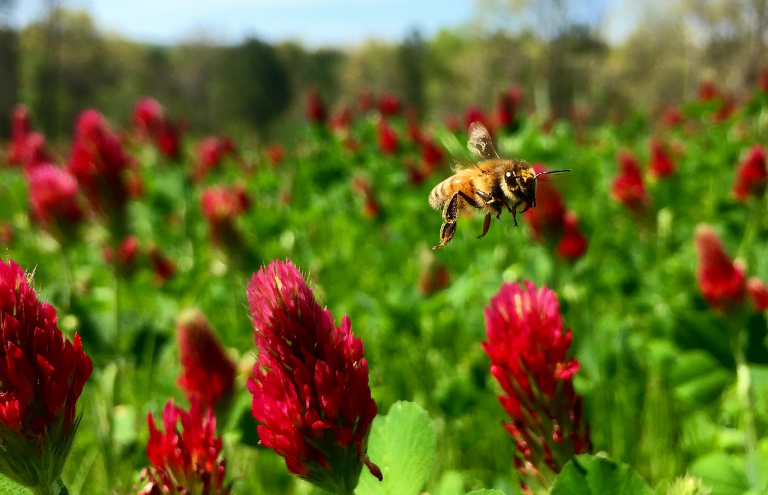 Global G.A.P. & Pollinator Health - Alabama Cooperative Extension System