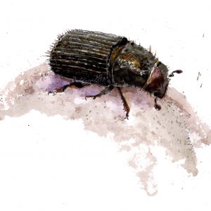 Black Turpentine Beetle