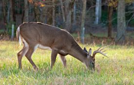 A white-tailed deer grazing
