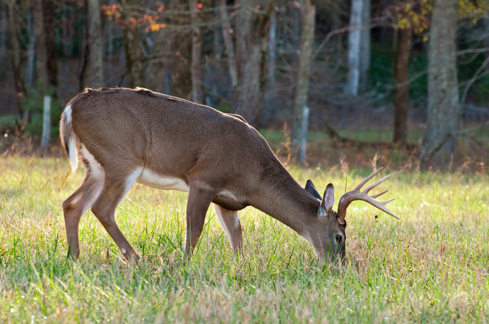 A white-tailed deer grazing