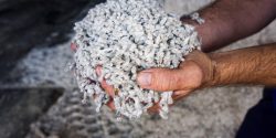A farmers hands holding cotton seed in the store of a cotton gin.