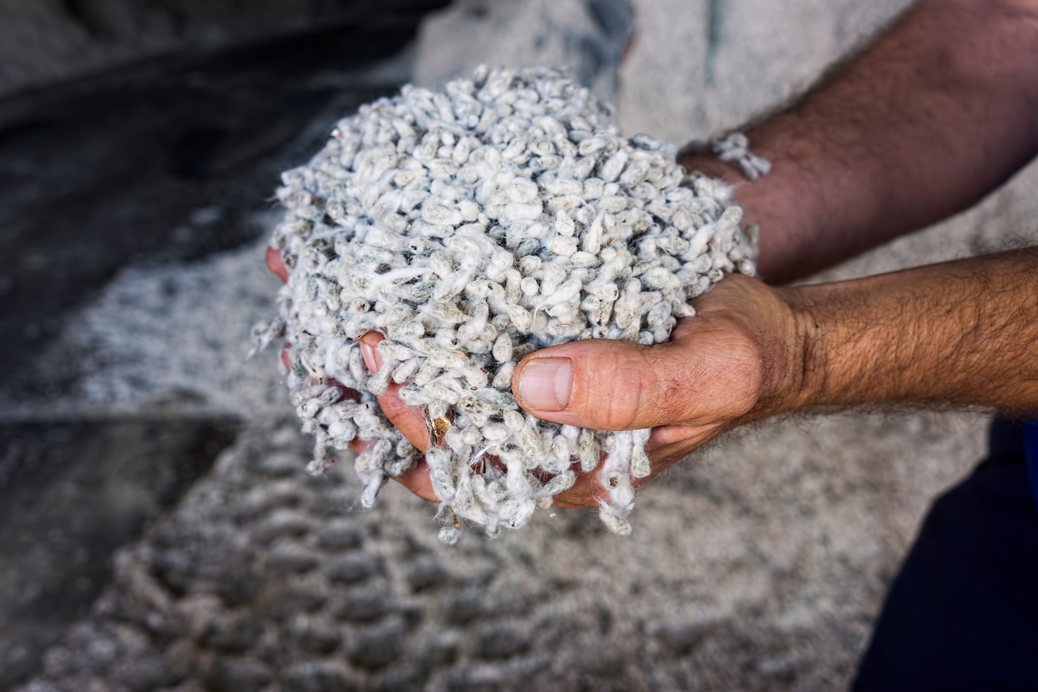 A farmers hands holding cotton seed in the store of a cotton gin.