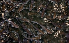 Catfish fingerlings