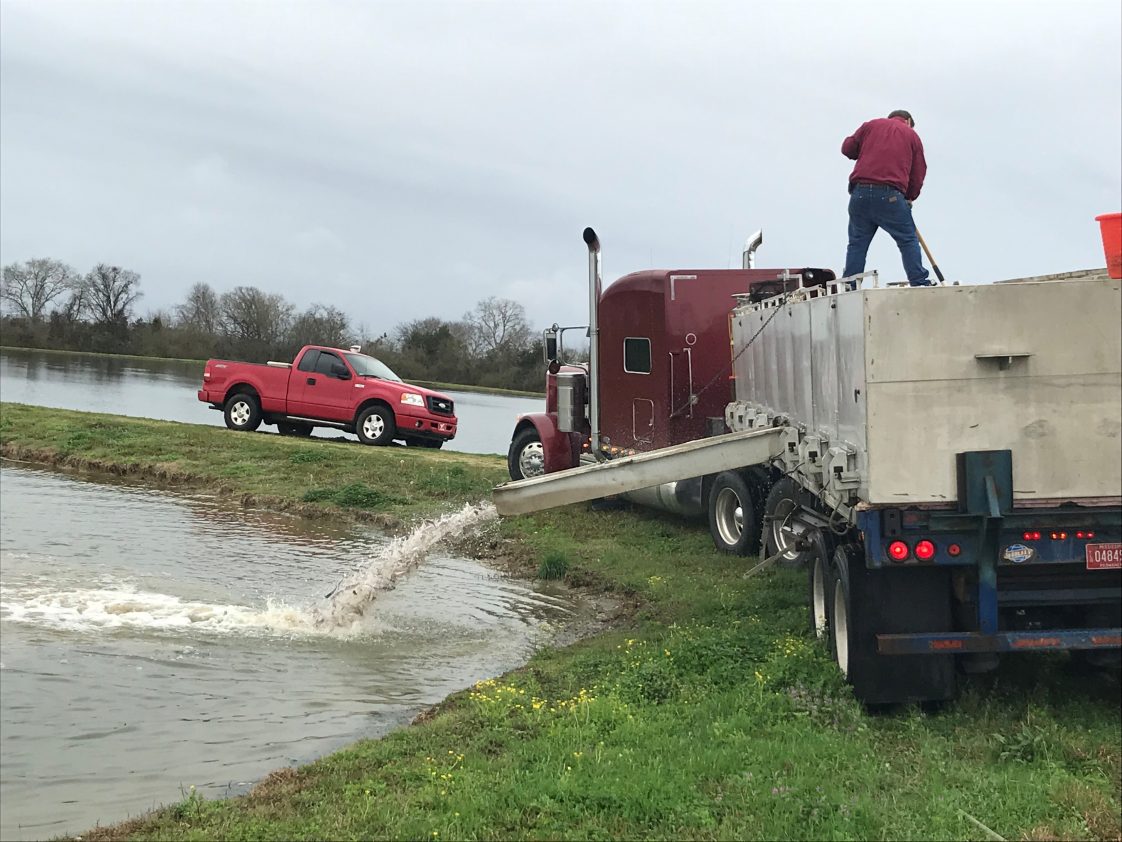 People unloading catfish from a truck to stock a pond.