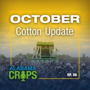 Episode 28 - October Cotton Update