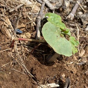 Cotton seedling damaged by grasshoppers.