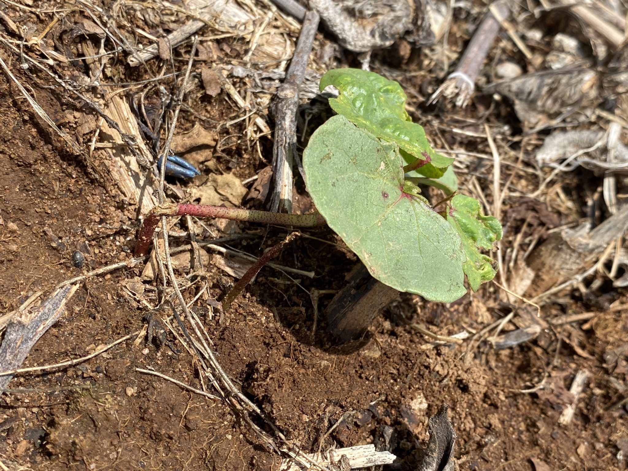 Cotton seedling damaged by grasshoppers.