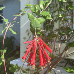 Figure 41. Coral honeysuckle