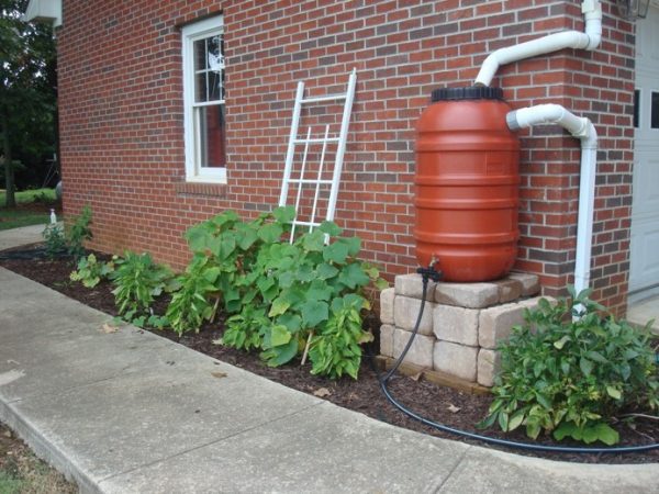 Figure 29. Elevated olive barrel collecting rooftop rainwater with overflow valve directed to downspout; hose connected for watering nearby plants