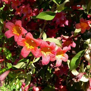 Figure 39. Crossvine, ‘Tangerine Beauty’