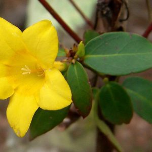 Figure 40. Swamp jessamine